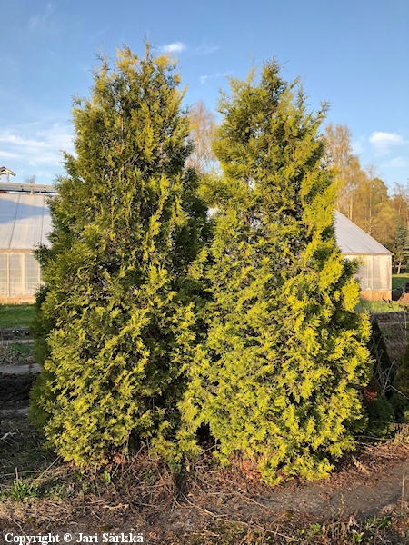 Thuja occidentalis 'Brabant', kartiotuija